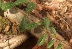Raphionacme procumbens