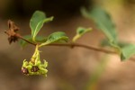 Raphionacme procumbens