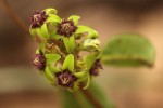 Raphionacme procumbens
