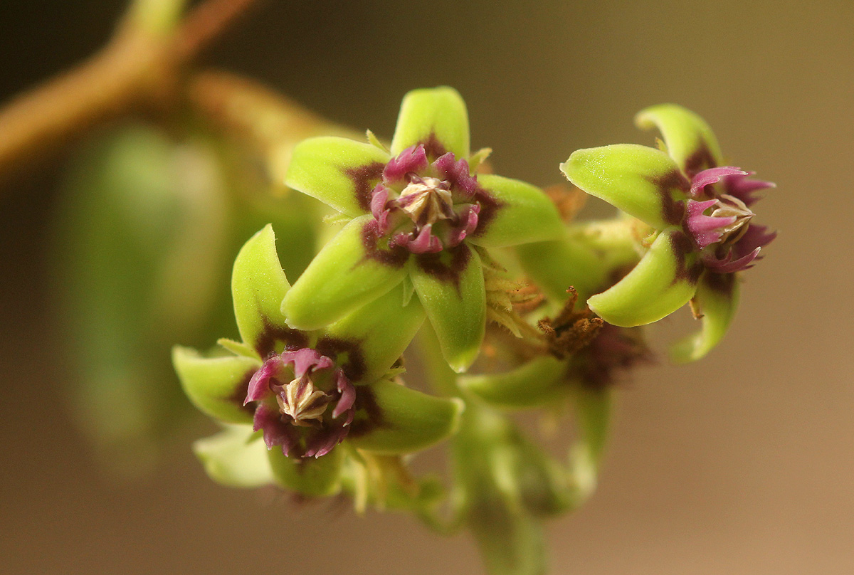 Raphionacme procumbens