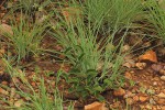 Raphionacme procumbens