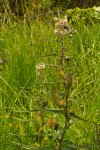 Xysmalobium undulatum