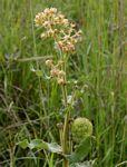 Xysmalobium undulatum