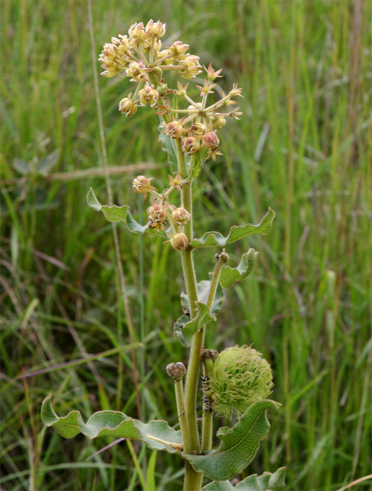 Xysmalobium undulatum