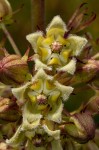 Xysmalobium undulatum
