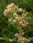 Xysmalobium undulatum