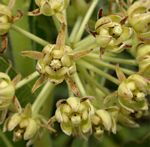 Xysmalobium undulatum