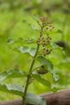 Xysmalobium undulatum