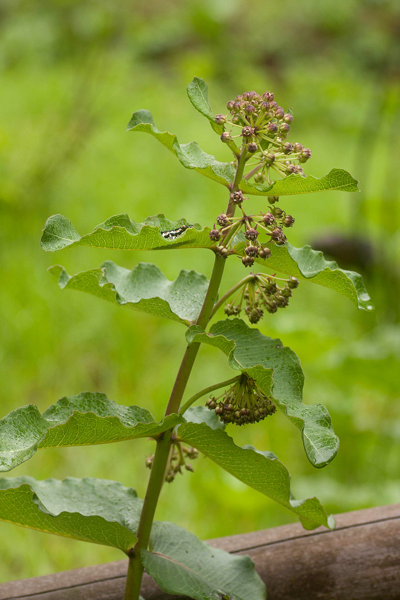 Xysmalobium undulatum