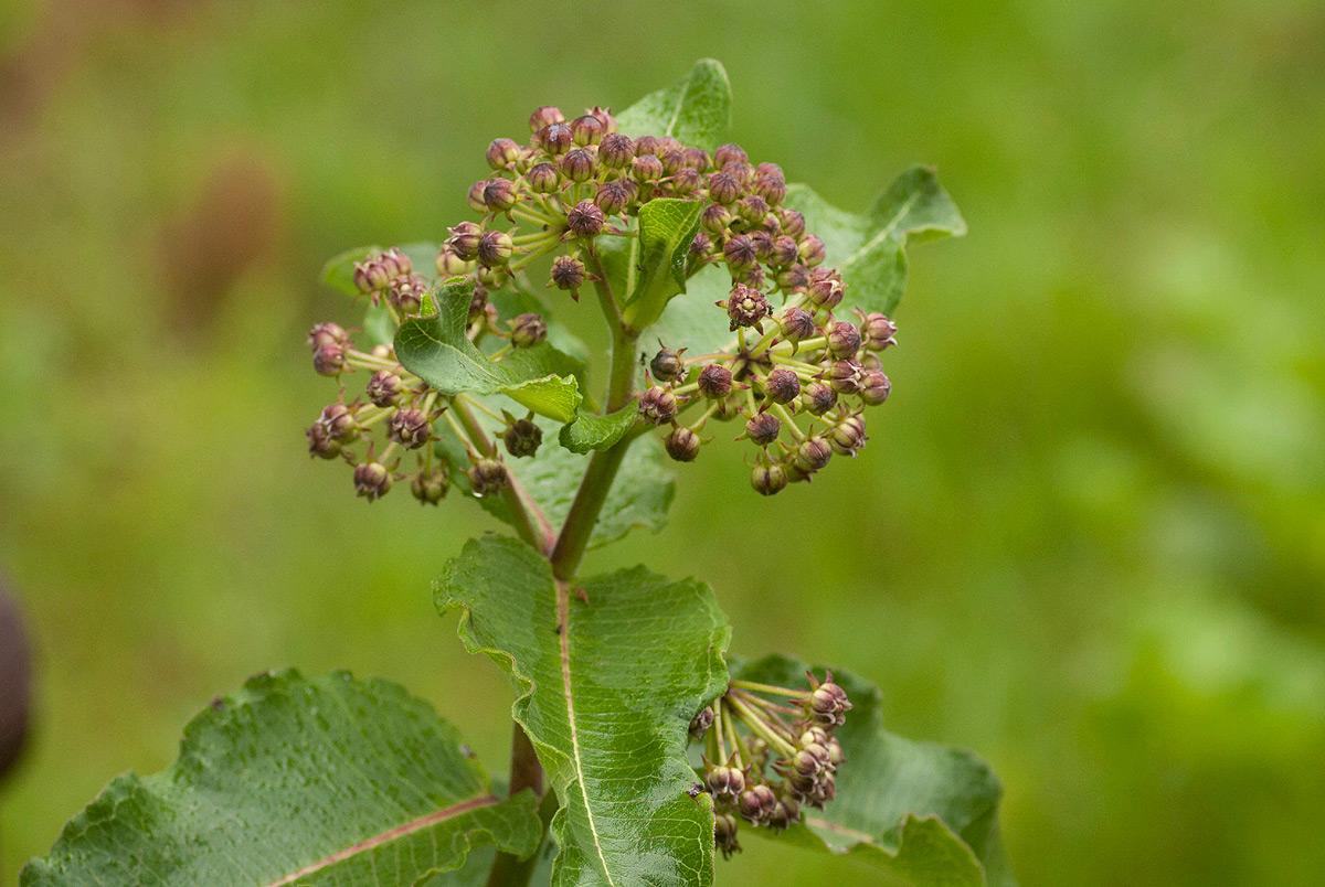 Xysmalobium undulatum