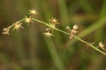 Aspidoglossum glabellum