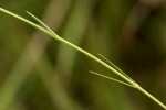 Aspidoglossum glabellum