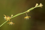 Aspidoglossum glabellum