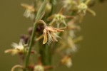 Aspidoglossum glabellum