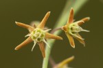 Aspidoglossum glabellum