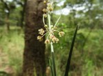 Aspidoglossum interruptum