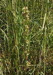 Aspidoglossum nyasae