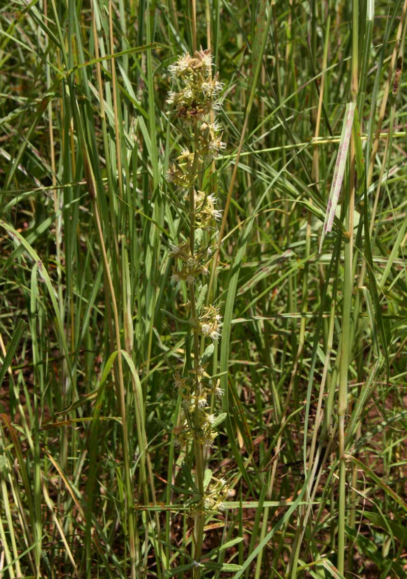 Aspidoglossum nyasae