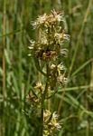Aspidoglossum nyasae