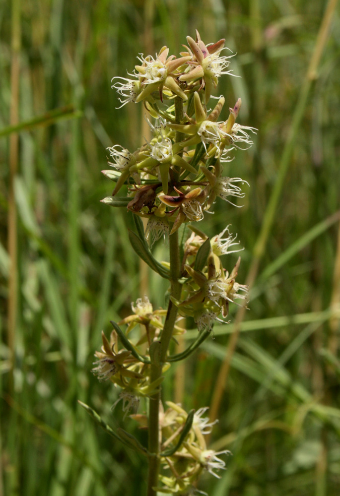 Aspidoglossum nyasae