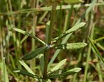 Aspidoglossum nyasae