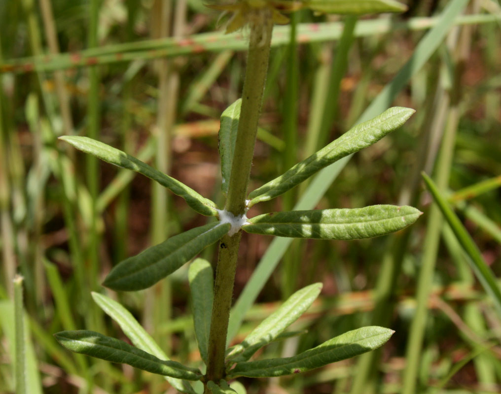 Aspidoglossum nyasae