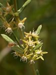 Aspidoglossum nyasae
