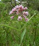 Margaretta rosea subsp. whytei