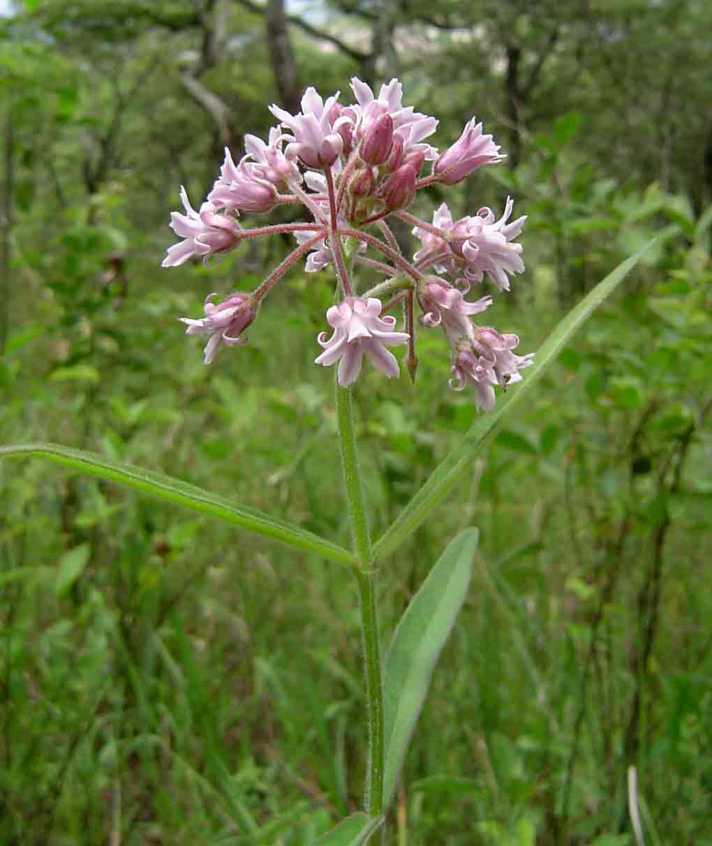 Margaretta rosea subsp. whytei