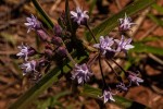 Margaretta rosea subsp. whytei