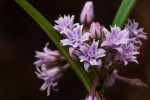 Margaretta rosea subsp. whytei