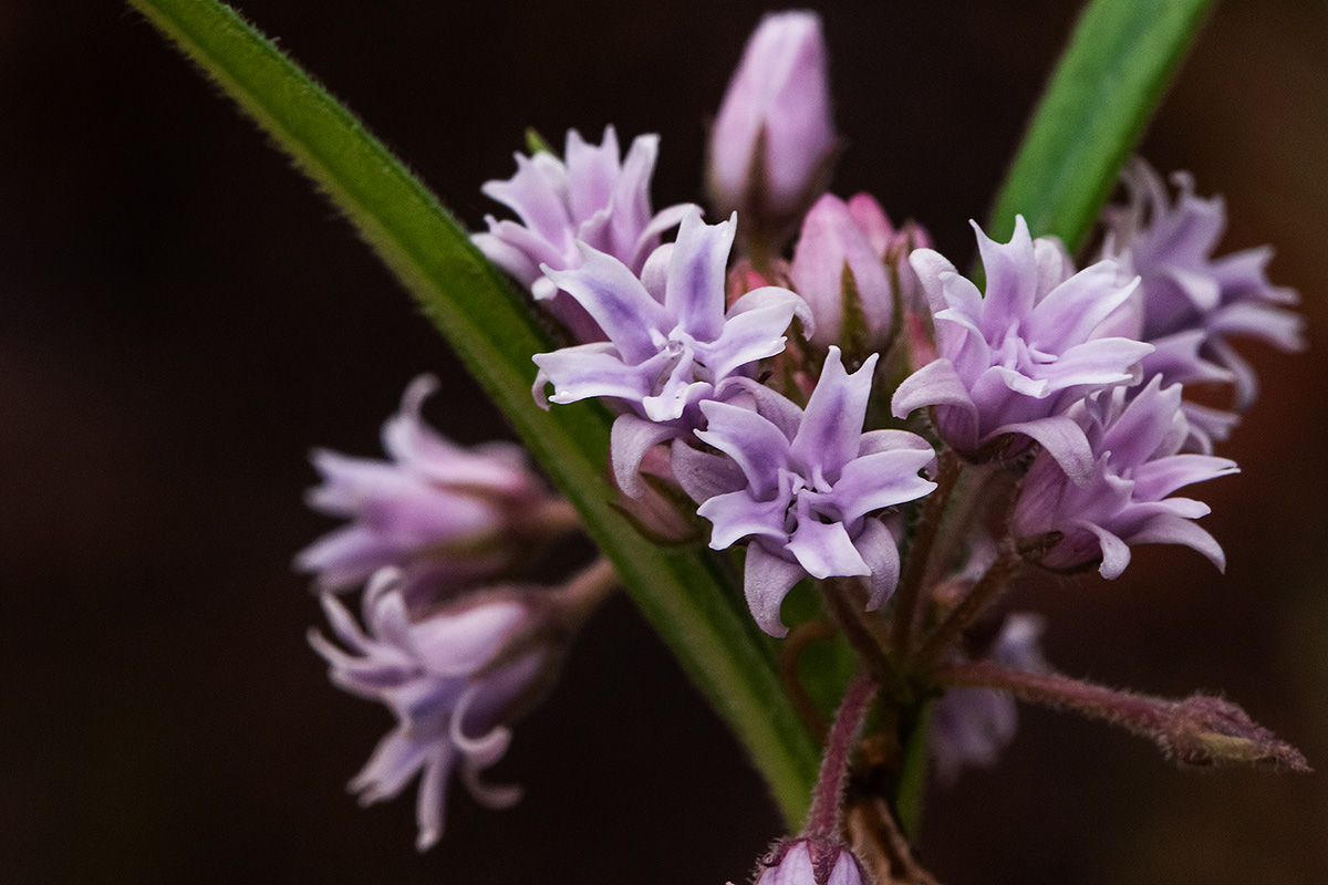 Margaretta rosea subsp. whytei