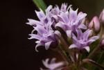 Margaretta rosea subsp. whytei