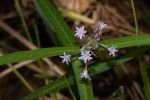 Margaretta rosea subsp. whytei