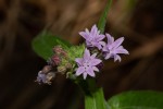 Margaretta rosea subsp. whytei