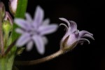Margaretta rosea subsp. whytei
