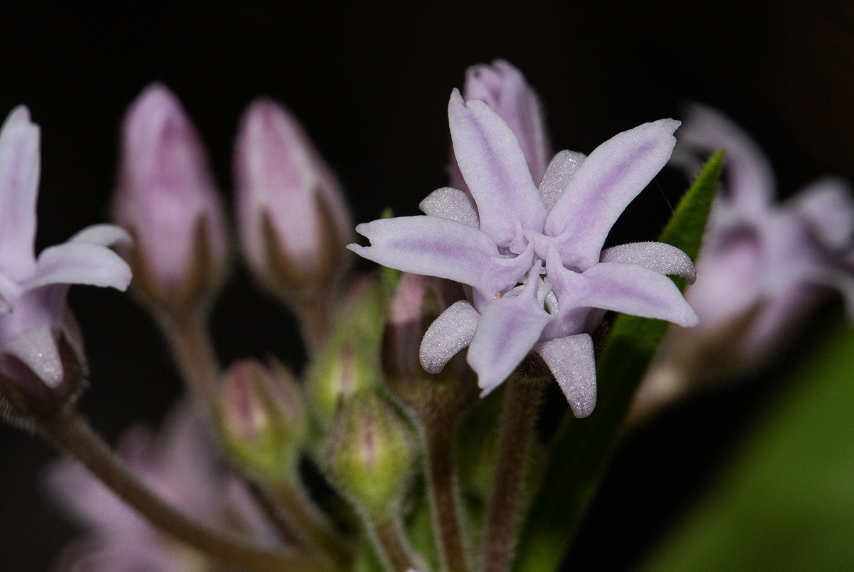 Margaretta rosea subsp. whytei