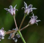 Margaretta rosea subsp. whytei