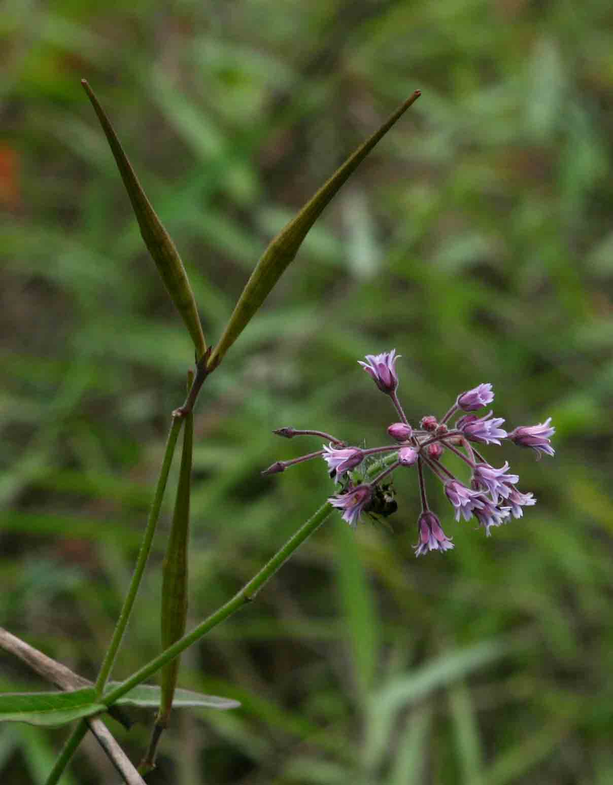 Margaretta rosea subsp. whytei