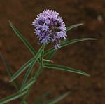 Margaretta rosea subsp. whytei