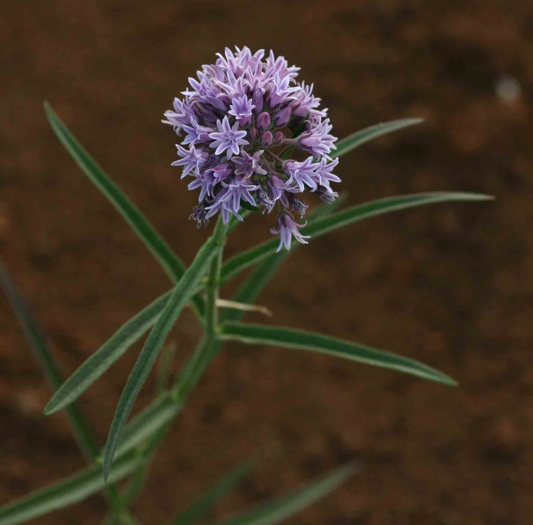 Margaretta rosea subsp. whytei