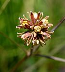 Periglossum mackenii
