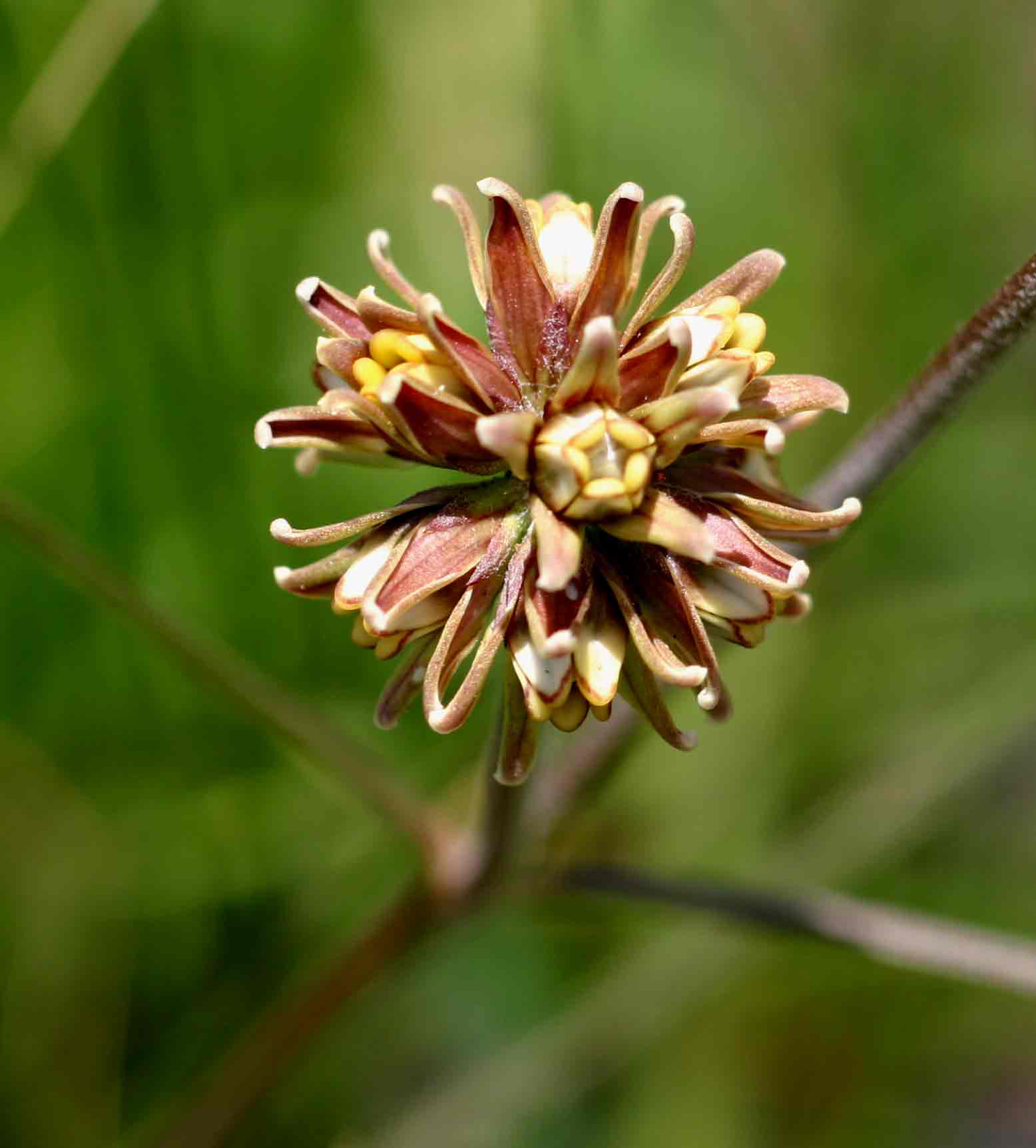 Periglossum mackenii