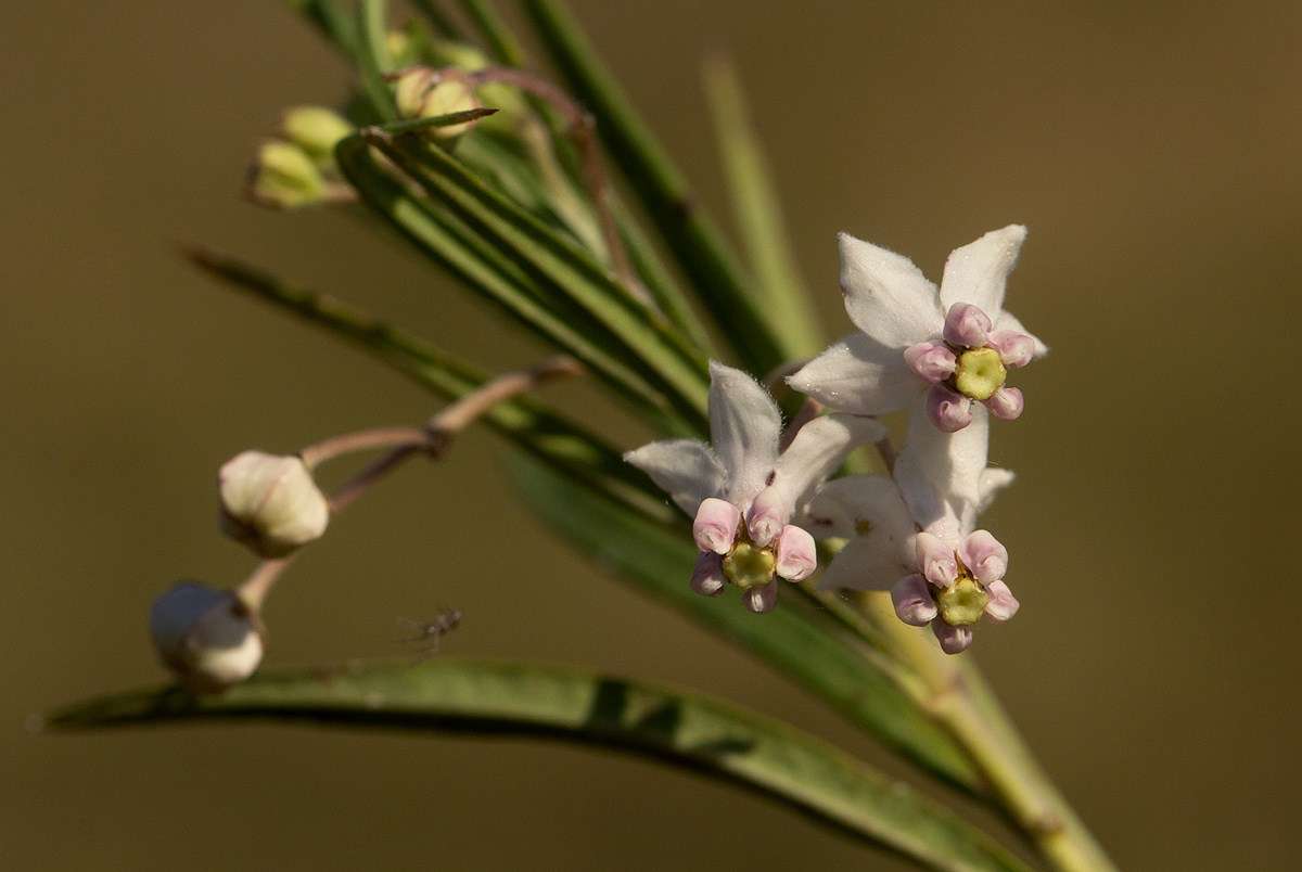 Gomphocarpus fruticosus subsp. fruticosus