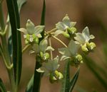 Gomphocarpus fruticosus subsp. fruticosus
