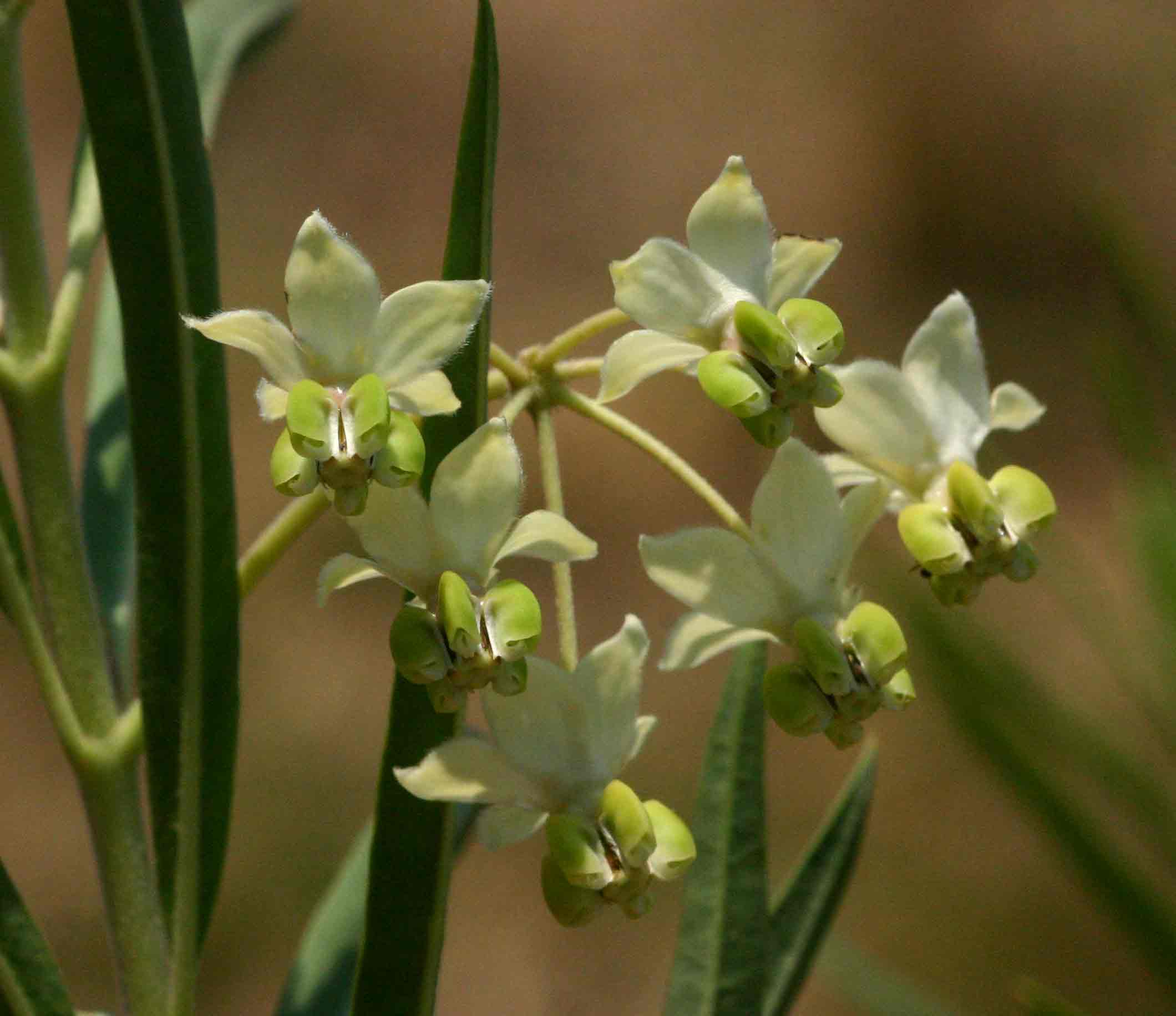 Gomphocarpus fruticosus subsp. fruticosus