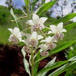 Gomphocarpus physocarpus