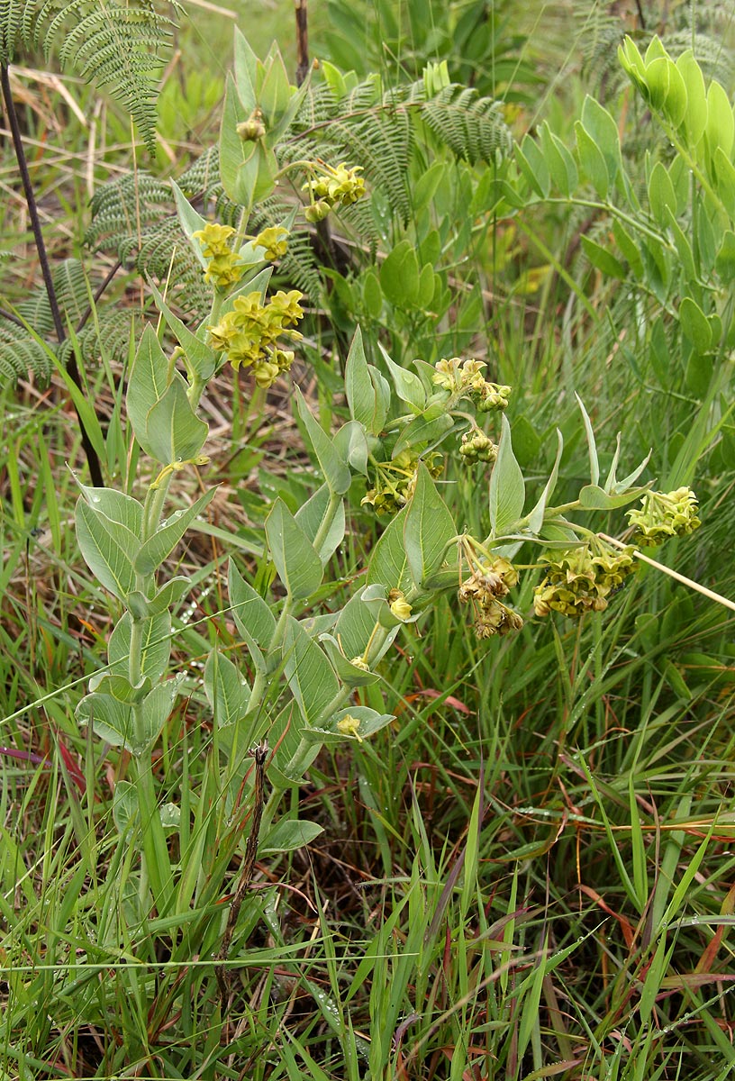 Gomphocarpus swynnertonii