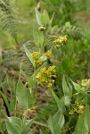 Gomphocarpus swynnertonii