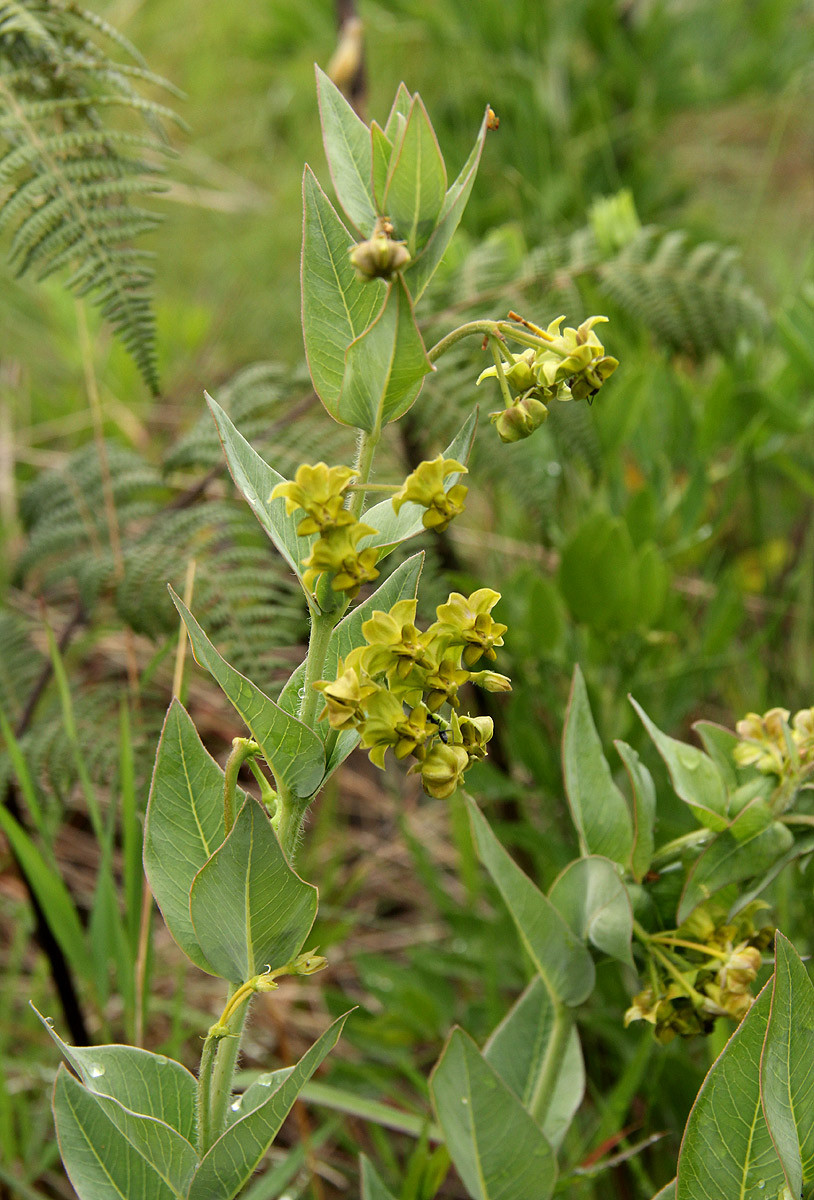 Gomphocarpus swynnertonii